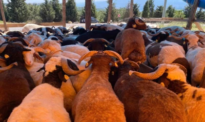 Kocaeli’de kurbanlıklar görücüye çıkmaya başladı