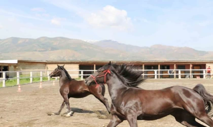 Koçaker, atlı spor kulübünde incelemelerde bulundu
