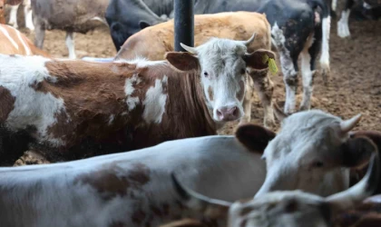 Konya’da son zamanlarda kurbanlık hayvan seçiminin yönü bu yıl büyükbaş hayvan oldu