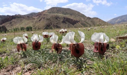 Kurt kulağı çiçekleri açtı