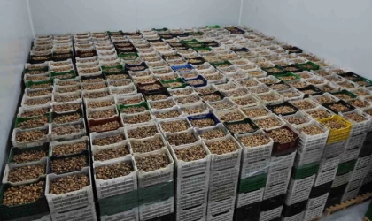 Kuru incir ihracatı yüzde 28 büyüdü