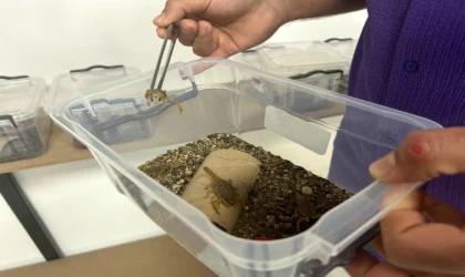 Kuşadası’nda sarı akrep ve zehir üretim tesisi kuruldu