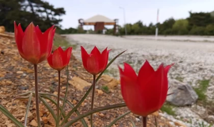 Lalenin anayurdu Orta Asya, kalbi Manisa’da