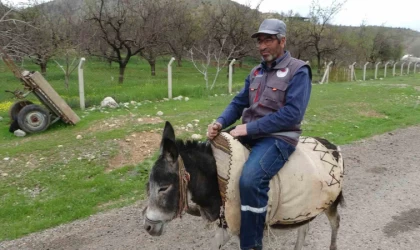 Malatyalı yetiştirici, eşeği Kadife’ye gözü gibi bakıyor