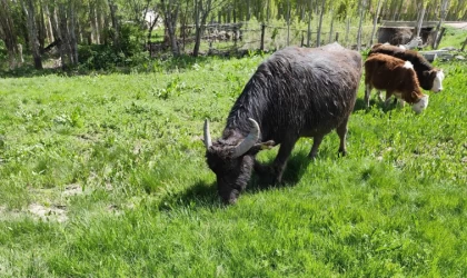 Malazgirt’ten kaçan manda Patnos’ta ortaya çıktı; 50 kilometre yürümüş, Murat Nehri’ni geçmiş