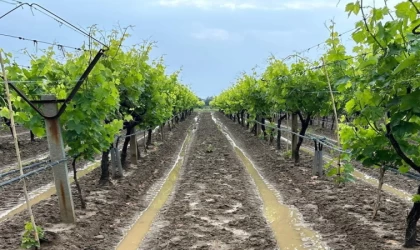 Manisalı bağcılara külleme ve mildiyö hastalığı uyarısı