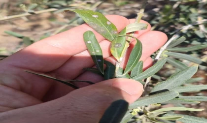 Manisalı zeytin üreticilerine önemli uyarı