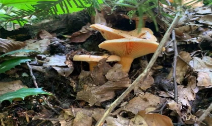 Mantar zehirlenmelerine dikkat