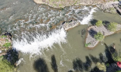 Martıların inci kefali ’nöbeti’