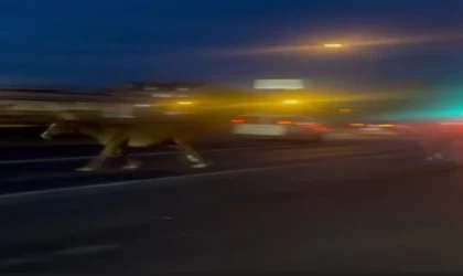 Mersin’de karayoluna çıkan atlar trafiği karıştırdı