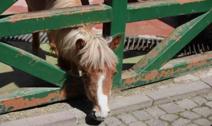 Minikler Evcil Hayvan Parkı’nı gezdi