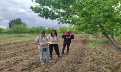 Mühendisler kayısı hastalıkları ve zararlılarına ilişkin gözlemde bulundular