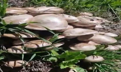 Munzur Dağları’nda mantar tarlasına denk geldi
