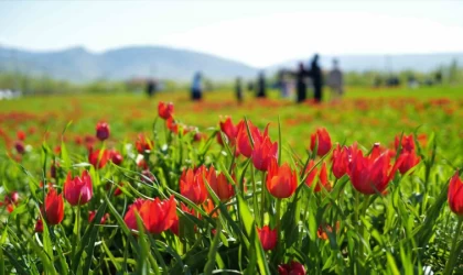 Muş’ta 20 günlük ”lale devri” başladı