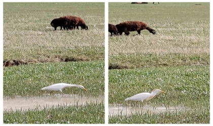 Nadir görülen sığır balıkçılı Diyadin’de