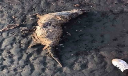 Nesli tehlike altında olan su samuru sahilde ölü bulundu