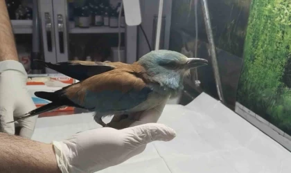 Nesli tükenmekte olan gökkuzgun Sırbistan’dan Denizli’ye uçtu