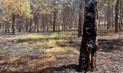 Ormanlık alandaki ağaçlar yandı
