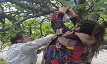 Ortaca’da Kahverengi Kokarca’ya karşı tuzaklı takip başladı