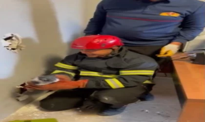 Osmaniye’de mahsur kalan yavru kedileri itfaiye ekipleri kurtardı