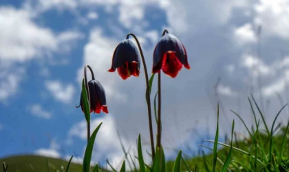 Palandöken’de Kaf ve Mor Laleler açtı