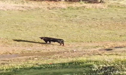 Sahibinin elinden kaçan ineği belediye ekipleri yakaladı