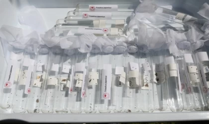 Salihli’de 3 bin ‘Samuray Arıcığı’ doğaya salındı