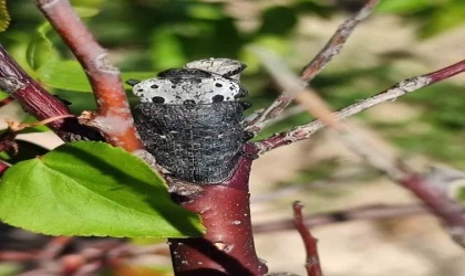 Salihli’de ‘Fidan Dip Kurdu’ tehlikesi!