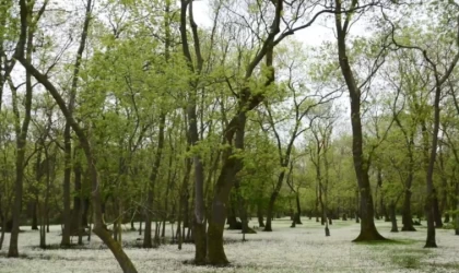 Samsun Kızılırmak Deltası: Karadeniz’in sessiz cenneti