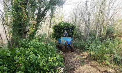 Samsun’da bu yıl bin 965 ton defne yaprağı üretilecek