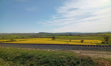 Samsun’da kanola güzelliği