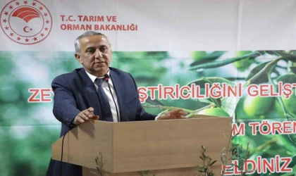 Samsun’da zeytin yetiştiriciliği yeniden canlanıyor