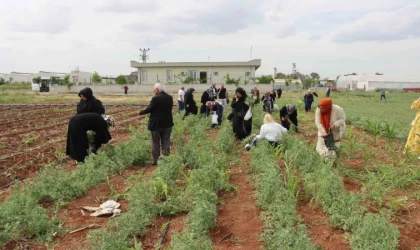 Şanlıurfa’da emekli kadınlara ”süs bitkisi yetiştiriciliği eğitimi”