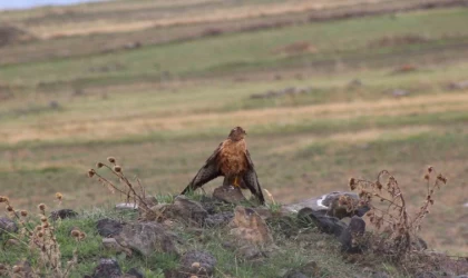 Sarıkamış’ta Kızıl Şahin objektiflere yansıdı