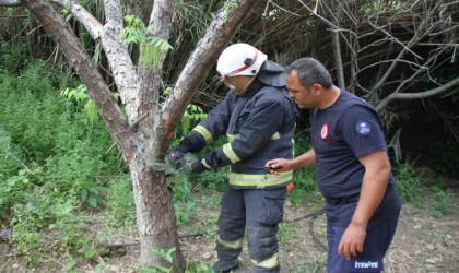Serik’te ağlara dolanan yılanı itfaiye kurtardı