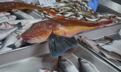 Sinop’ta 5 kiloluk kırlangıç balığı yakalandı