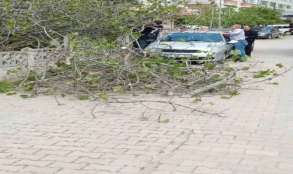 Sinop’ta incir ağacı otomobilin üstüne devrildi