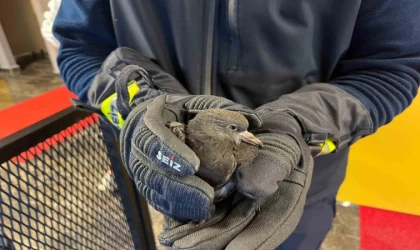 Sinop’ta yaralı bulunan güvercin tedaviye alındı