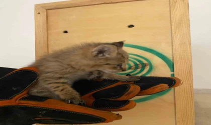 Şırnak’ta nadir görülen saz kedisi yavrusu bulundu