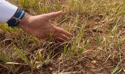 Şırnak’ta susuz tarım ürünlerinde erken kuruma başladı