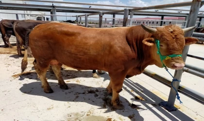 Sivas’da kurban pazarı bu yıl Kovalı Mevkii’nde kurulacak