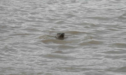 Sivas’ta nesli tehdit altındaki su samuru görüntülendi