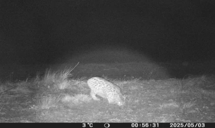 Sivas’ta vahşi yaşam böyle görüntülendi