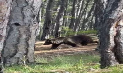 Soğuksu Milli Parkı’nda ayılar görülmeye başlandı
