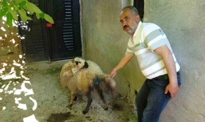 Sokak köpekleri köylülerin hayvanlarına saldırdı