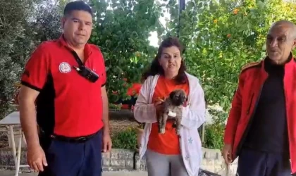 Su kenarında mahsur kalan köpeği itfaiye kurtardı