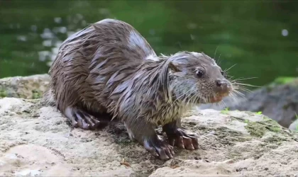 Su samuru avladığı yengeci yerken görüntülendi