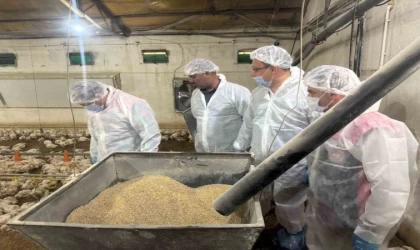 Tarım Müdürü Koçaker, etlik piliç üretimi yapılan tesislerde incelemede bulundu