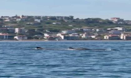 Tekirdağ açıklarında yunus sürüsü görüntülendi