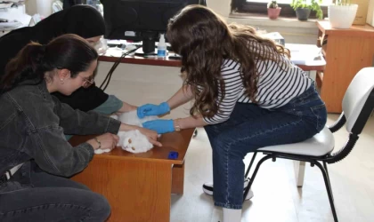 Tercan’da mikroçip çalışmaları devam ediyor